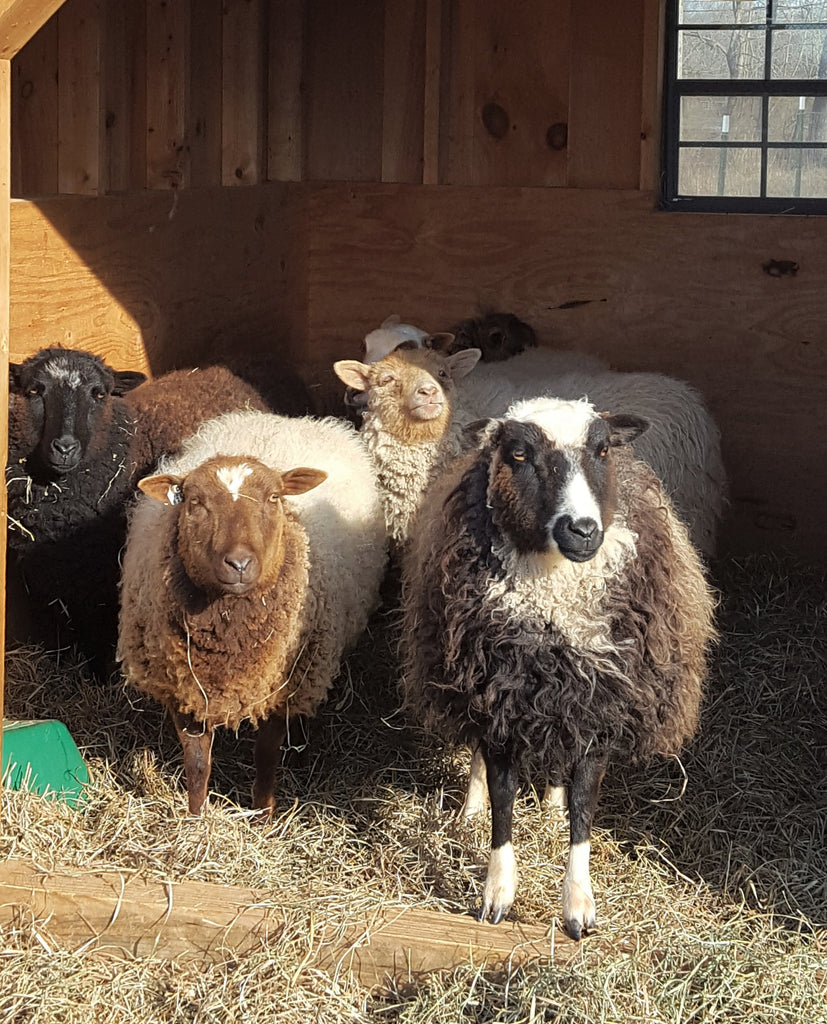 Shearing Day